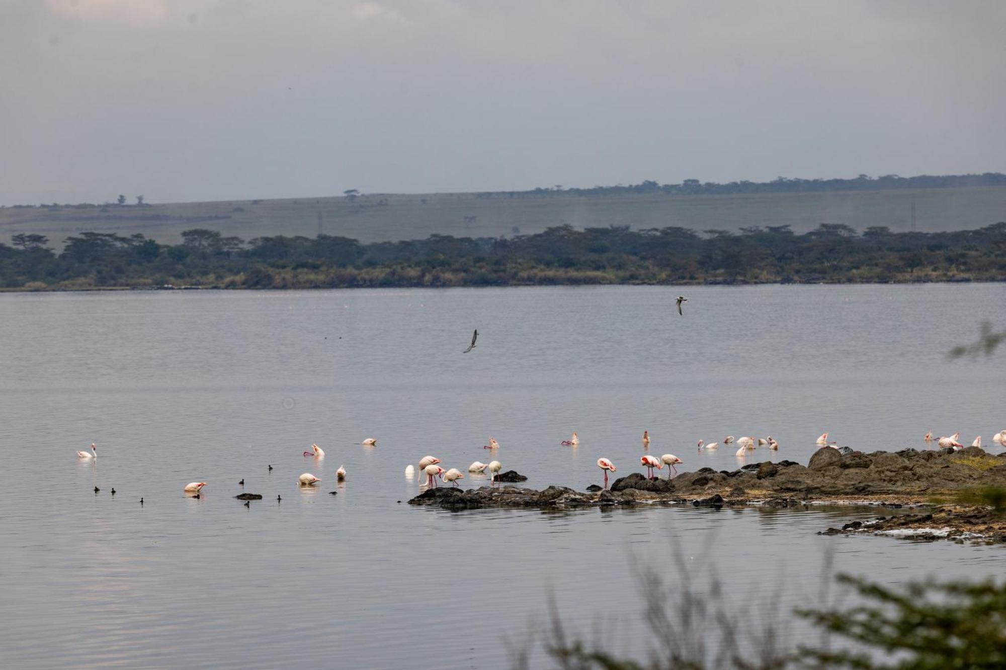 Sentrim Elementaita Lodge Elmenteita Eksteriør bilde